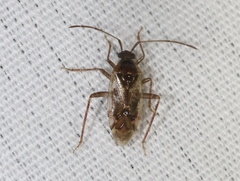 Eustictus