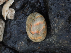 Nerita erythrostoma