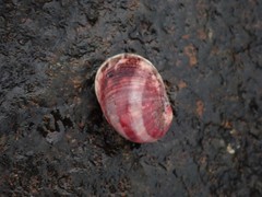 Nerita erythrostoma