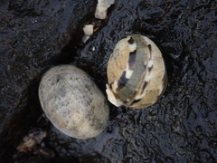 Nerita erythrostoma