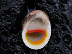 Nerita erythrostoma