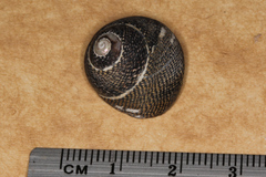 Chlorodiloma odontis