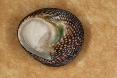 Chlorodiloma odontis