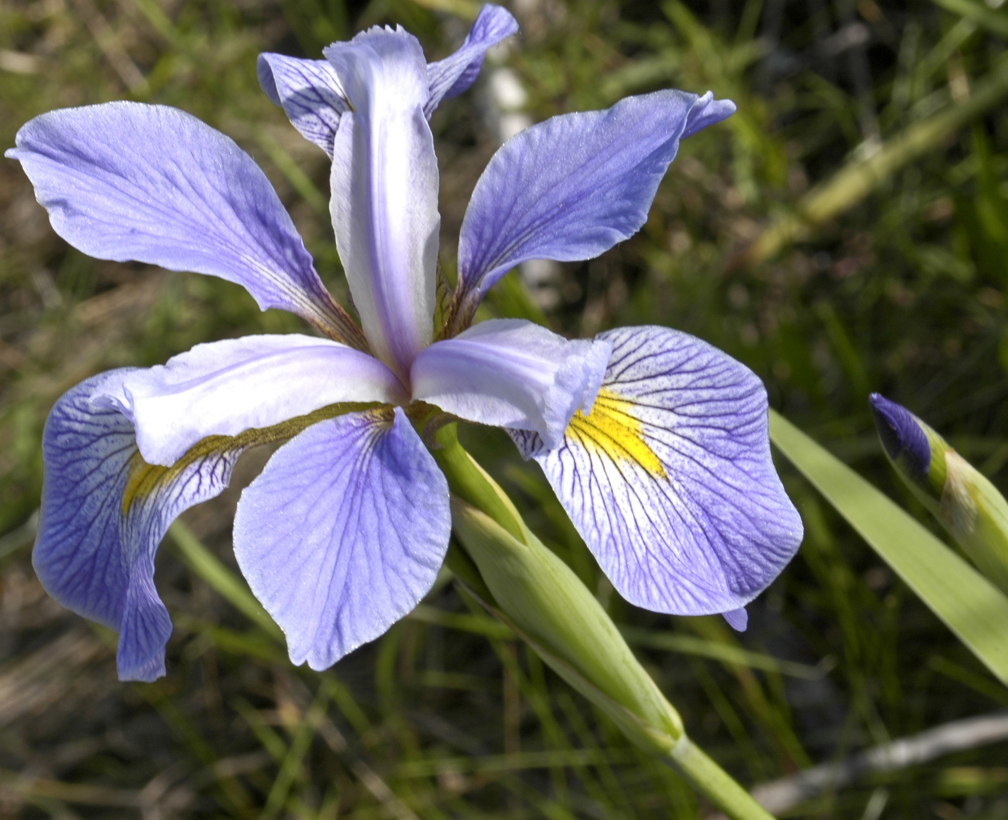 Blue Iris (Iris spuria) · iNaturalist Canada
