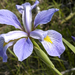 Iris virginica - Photo (c) Frank Mayfield, algunos derechos reservados (CC BY-SA)