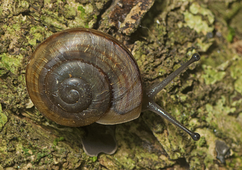 Goodnight Scrub Banded Snail