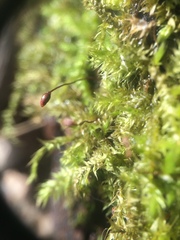 Brachythecium campestre