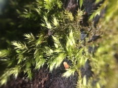 Brachythecium campestre