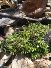 Brachythecium campestre