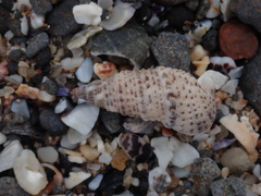 Rhinoclavis sinensis