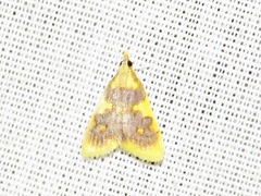 Sameodesma xanthocraspia