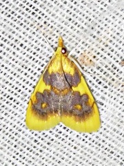 Sameodesma xanthocraspia
