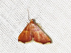 Endotricha erythralis