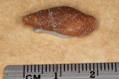 Isara badia