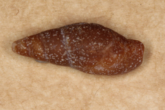 Isara badia