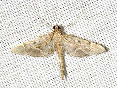 Duponchelia lanceolalis