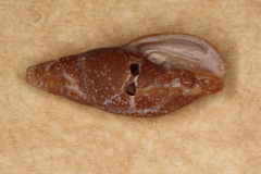 Isara badia