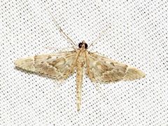 Duponchelia lanceolalis