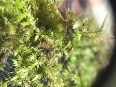 Brachythecium campestre