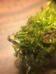 Brachythecium campestre