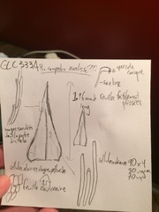 Brachythecium campestre