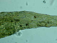 Brachythecium campestre