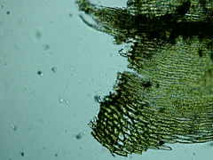 Brachythecium campestre