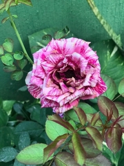 Rosa