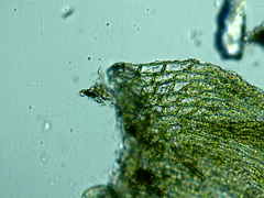 Brachythecium campestre