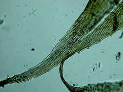 Brachythecium campestre