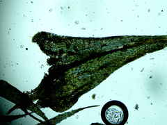 Brachythecium campestre