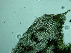 Brachythecium campestre