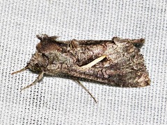 Vittaplusia vittata