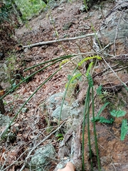 Brassavola