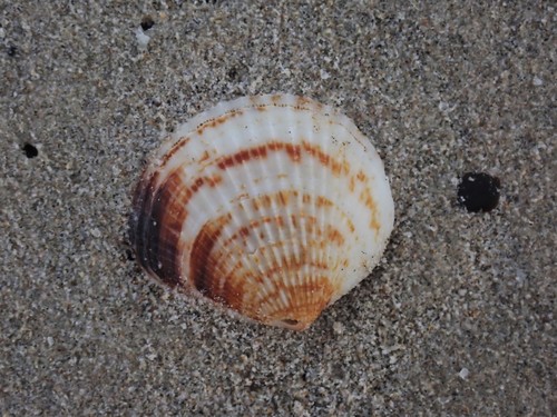 Glycymeris tenuicostata, 2021-03-18