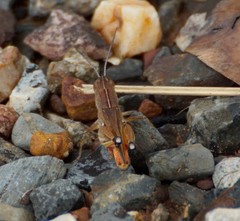 Curpilladia flavocarinata