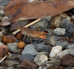 Curpilladia flavocarinata