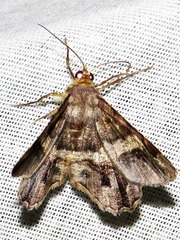 Chiasmia umbrata