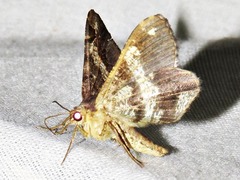 Chiasmia umbrata