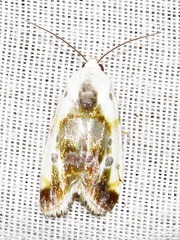 Acontia natalis