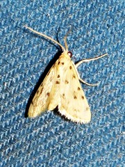 Calamoschoena stictalis