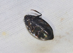 Dineutus sublineatus