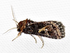 Spodoptera apertura