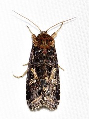 Spodoptera apertura