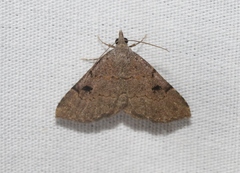 Nychioptera noctuidalis