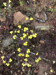 Triphysaria eriantha