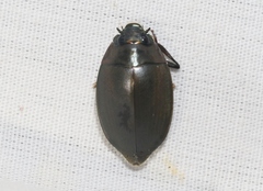 Dineutus sublineatus