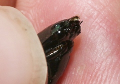 Dineutus sublineatus