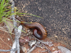 Ophistreptus