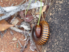 Ophistreptus
